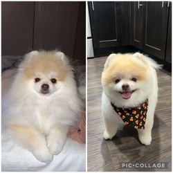 Furry Tails - Unbelievable!! Left photo is how he usually looks groomed and what i requested, right is what they did to him!! Poor baby!!!!!
