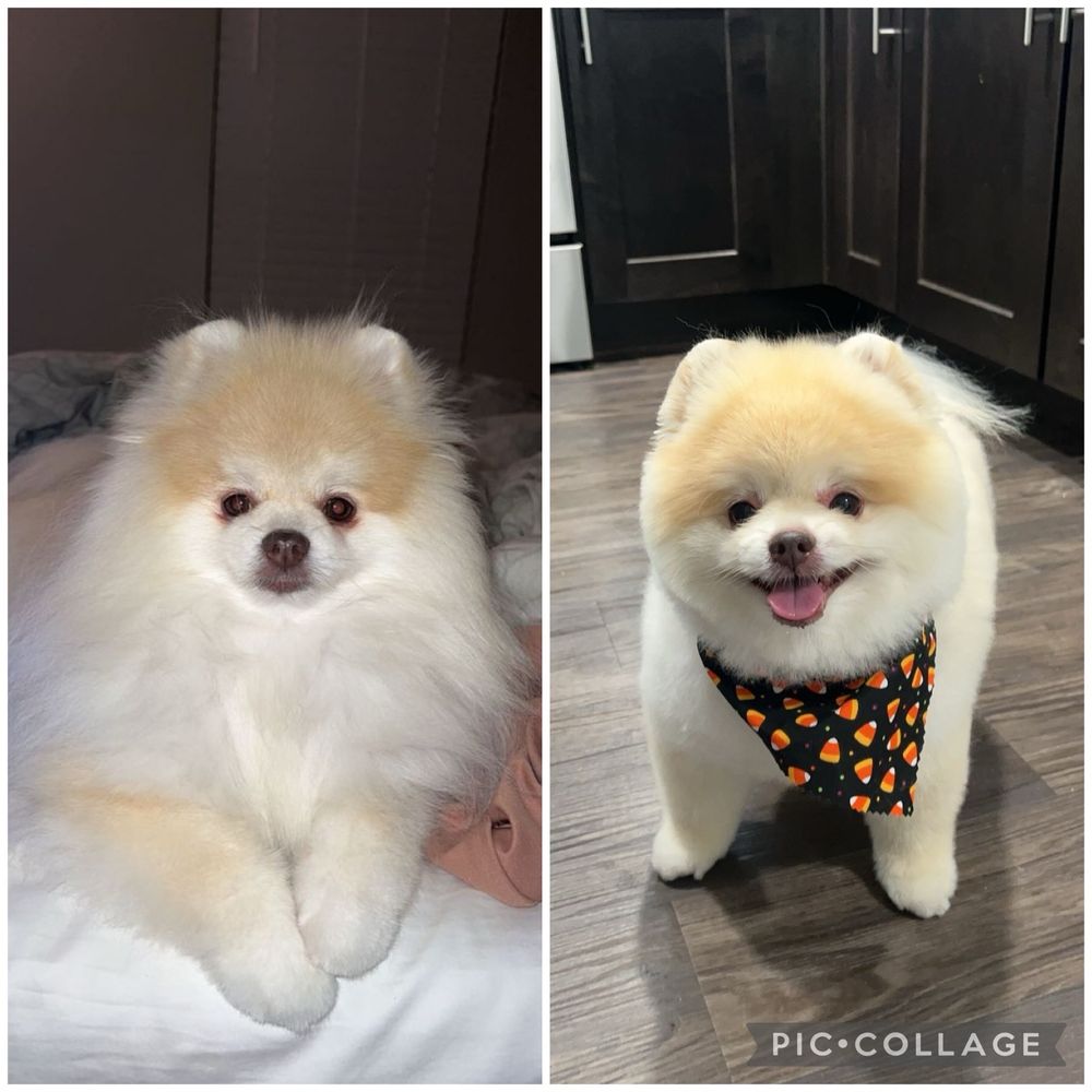 Furry Tails - pet boarding facility in Dallas, TX