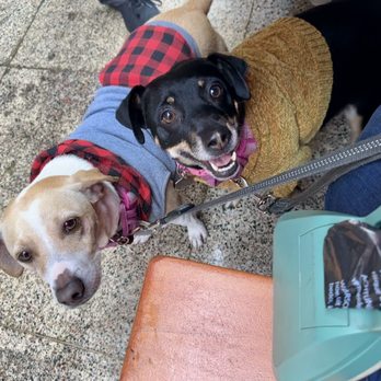 The Crack Shack - Dog friendly first floor - Chicken Shop Near Me - Costa Mesa, California