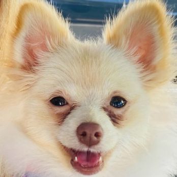 Dog Boutique Store - The so called "teacup/tiny Fonzi" - just a month after adoption - and already 6 pounds! - Pet Stores Near Me - Pembroke Pines, Florida