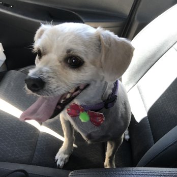Urban Mutts - Pet Groomers Near Me - North Las Vegas, Nevada Urban Mutts - Pet Groomers Near Me - North Las Vegas, Nevada
