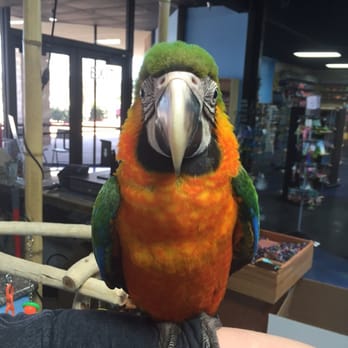 Austin Aquarium - Very adorable parrot!! - Aquariums Near Me - Austin, Texas