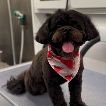 Bark’n Beauty Spaw - Pet Groomers Near Me Bark’n Beauty Spaw - Pet Groomers Near Me