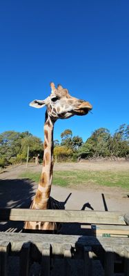 Orana Wildlife Park by null