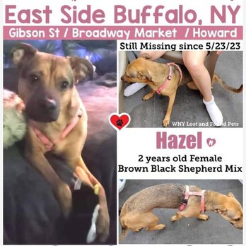 Buffalo Animal Shelter - Lost dog missing since 5/23/23 - Animal Shelters Near Me - Buffalo, New York Buffalo Animal Shelter - Lost dog missing since 5/23/23 - Animal Shelters Near Me - Buffalo, New York