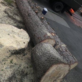1-2-Tree - 4 - Tree Services Near Me
