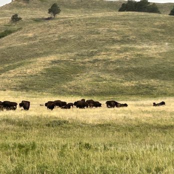 Fort Welikit Family Campground - Buffalo at Custer State Park - RV Parks Near Me - Custer, South Dakota