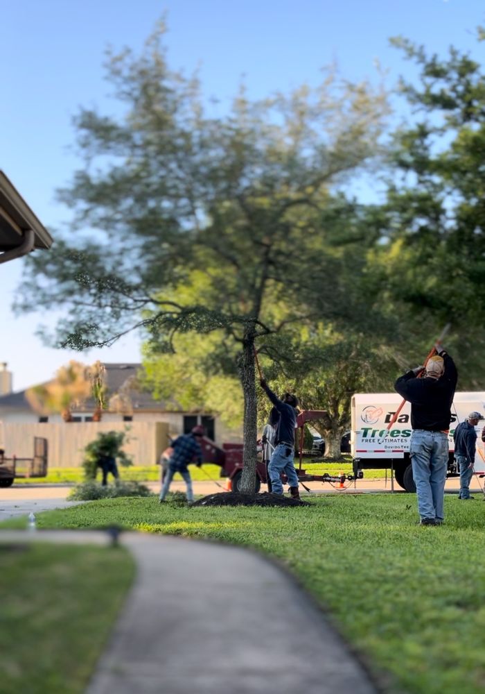 DAVID’S TREES R US Updated October 2024 306 N Gordon St, Alvin