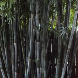 Island Bamboo Garden - Beautiful Tropcial Blue bamboo