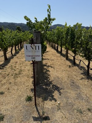 Unti Vineyards by null