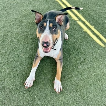 Dog On Fun - Pet Sitting Near Me - Covina, California Dog On Fun - Pet Sitting Near Me - Covina, California