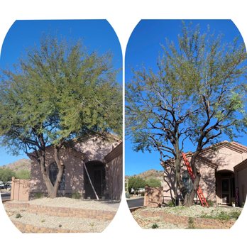 Best West Tree Company - Tree Services Near Me Best West Tree Company - Tree Services Near Me