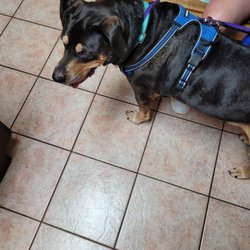 Claiborne Hill Veterinary Hospital - Griz seeing Dr. Tommi.