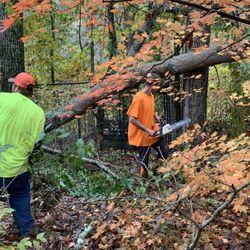 Prestige Tree Experts