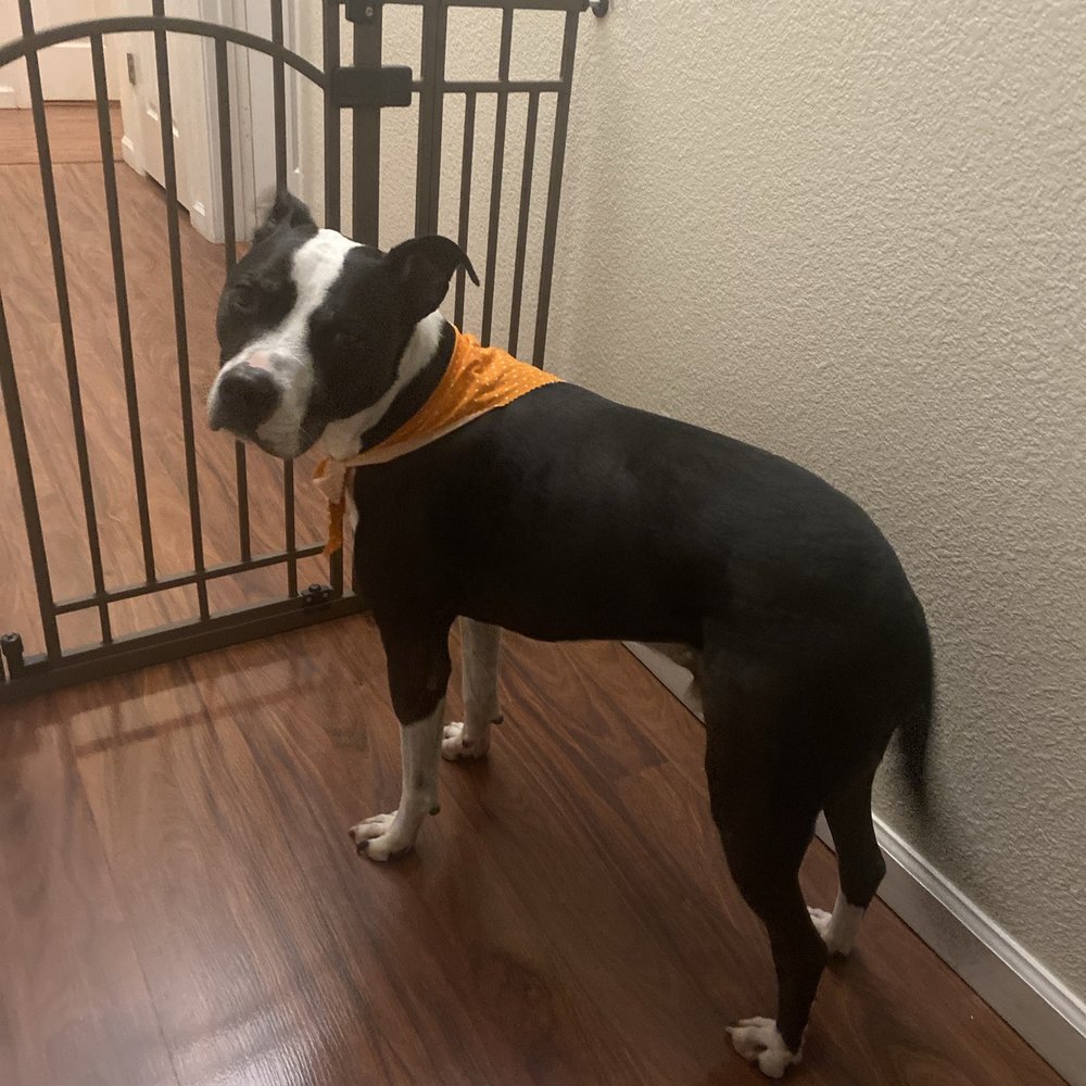 Pups Fresh Fade - Pet Groomers Near Me Pups Fresh Fade - Pet Groomers Near Me