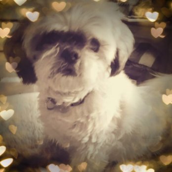 Westminster Veterinary Group - RIP Puka Star Sexy - Veterinarians Near Me - Westminster, California