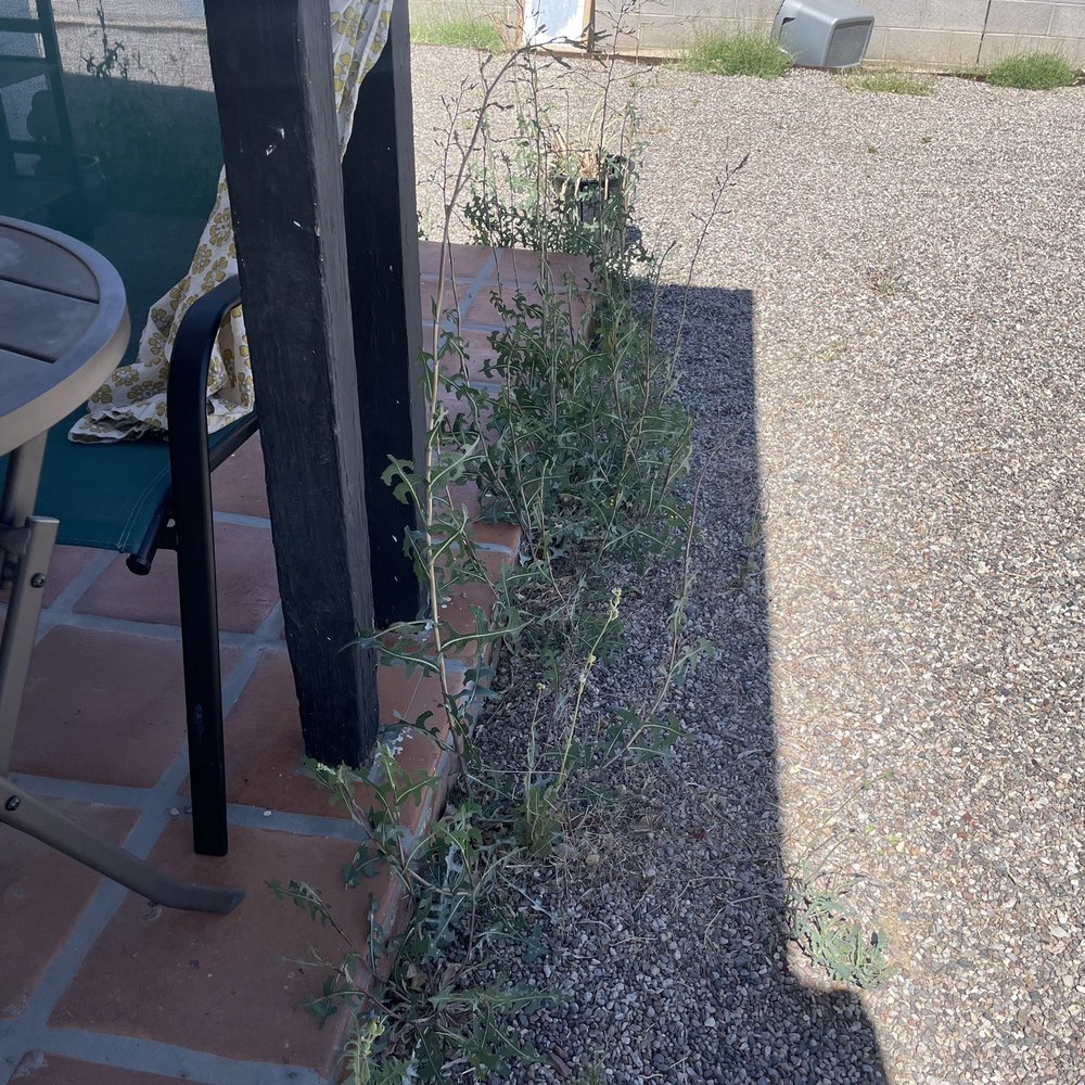 Mariano's Landscaping Maintenance - Before - Lawn Services Near Me Mariano's Landscaping Maintenance - Before - Lawn Services Near Me