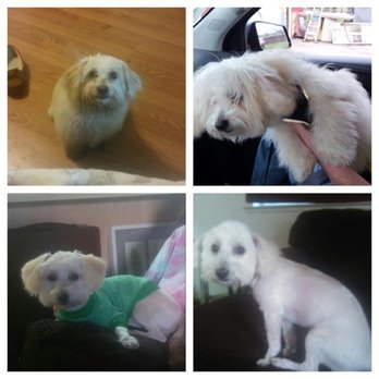 Pin Up Pets Grooming - Pet Groomers Near Me - Fresno, California