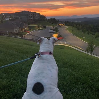 Greystone Vista Apartment Homes - Our dog loves the views from Greystone Vista - Apartments Near Me - Knoxville, Tennessee Greystone Vista Apartment Homes - Our dog loves the views from Greystone Vista - Apartments Near Me - Knoxville, Tennessee