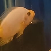 中古 back number『then』『fish』 180s.jpg