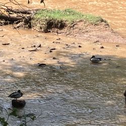 Lucy Park - Ducks