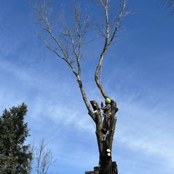 JC Landscaping and Tree service