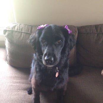 PetSmart - Mallie looking beautiful after her grooming! - Pet Training Near Me - Niles, Ohio