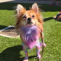 Pawlished Paws Boutique & Spa - Bam Bam manager in charge