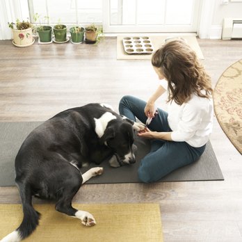 Human Canine Collaborative - Pet Training Near Me