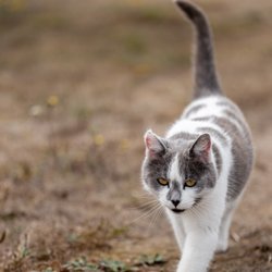 City of Point Arena - Arena Mina the Point Arena Lighthouse Cat amzn.to/3KWhkB0