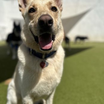 Whitaker Dog Day Camp - Pet Boarding Near Me - Los Angeles, California Whitaker Dog Day Camp - Pet Boarding Near Me - Los Angeles, California