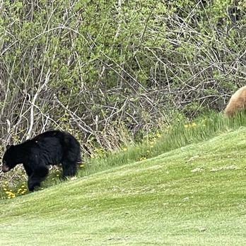 Fairmont Château Whistler Golf Course - Bear sightings on multiple holes - Golf Near Me - Whistler, British Columbia