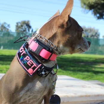 Hollydale Park - dog - Parks Near Me - South Gate, California Hollydale Park - dog - Parks Near Me - South Gate, California