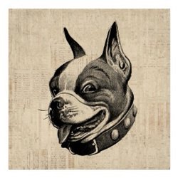 A Walk in the Park Grooming - Our mascot, the Boston Terrier, is in remembrance of Lola. You are missed and loved.