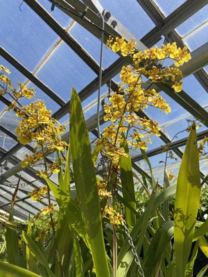 Rockefeller Park & Greenhouse by null