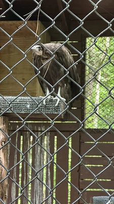 Carolina Raptor Center by null