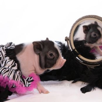 California Mini Pigs - Here's looking at you! Www.californiaminipigs.com - Pet Breeders Near Me California Mini Pigs - Here's looking at you! Www.californiaminipigs.com - Pet Breeders Near Me