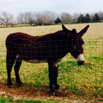 Waits Farm Retreat - Jennifred, she may wake you with some hee-haaaaws to see if you'll feed her some oats - Bed & Breakfast Near Me - Dime Box, Texas Waits Farm Retreat - Jennifred, she may wake you with some hee-haaaaws to see if you'll feed her some oats - Bed & Breakfast Near Me - Dime Box, Texas