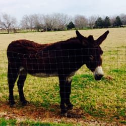 Waits Farm Retreat - Jennifred, she may wake you with some hee-haaaaws to see if you'll feed her some oats