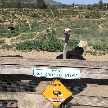 Ostrichland USA - Attraction Farms Near Me - Solvang, California