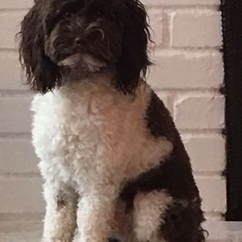 Domino Schnoodles - Pet Breeders Near Me Domino Schnoodles - Pet Breeders Near Me
