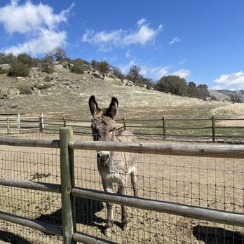 Tehachapi Wine and Cattle - Donkey ;) - Wineries Near Me - Tehachapi, California