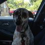 Photo of Peanut's Pampered Pet Care