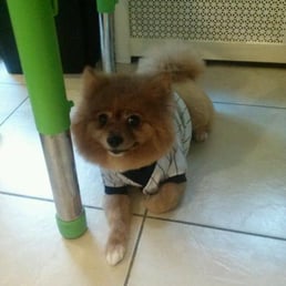 GREAT JOB BY TRIM UP THE PUP
HIGHLY RECOMMEND GREAT JOB BY TRIM UP THE PUP
HIGHLY RECOMMEND