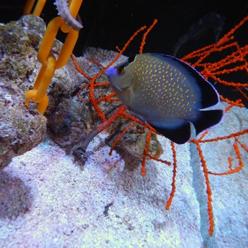 Reeftop Aquariums - Aquarium Services Near Me - Miami, Florida