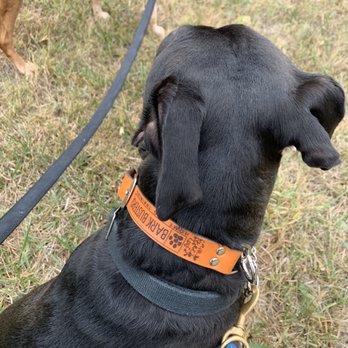 bark buster collar