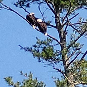 Soarin Eagle Rail Tour - Eagles perched in trees near the hydroelectric plant - Bikes Near Me - Hawley, Pennsylvania