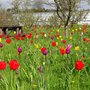 Photo of Helmsley Walled Garden