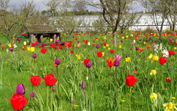 Helmsley Walled Garden by null