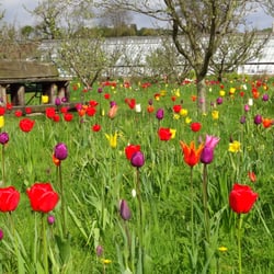 Helmsley Walled Garden - Tulips in the orchard in Spring time
